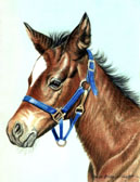 Mares and Foals, Equine Art - Her First Halter